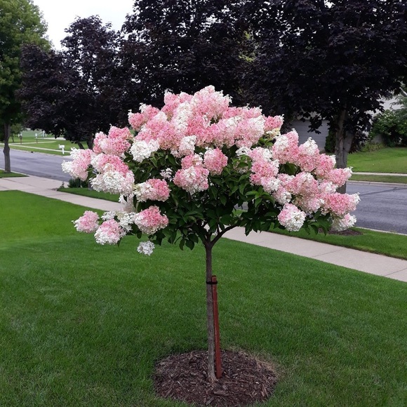 Meet your Posher, Cheryl - Picture 11 of 12